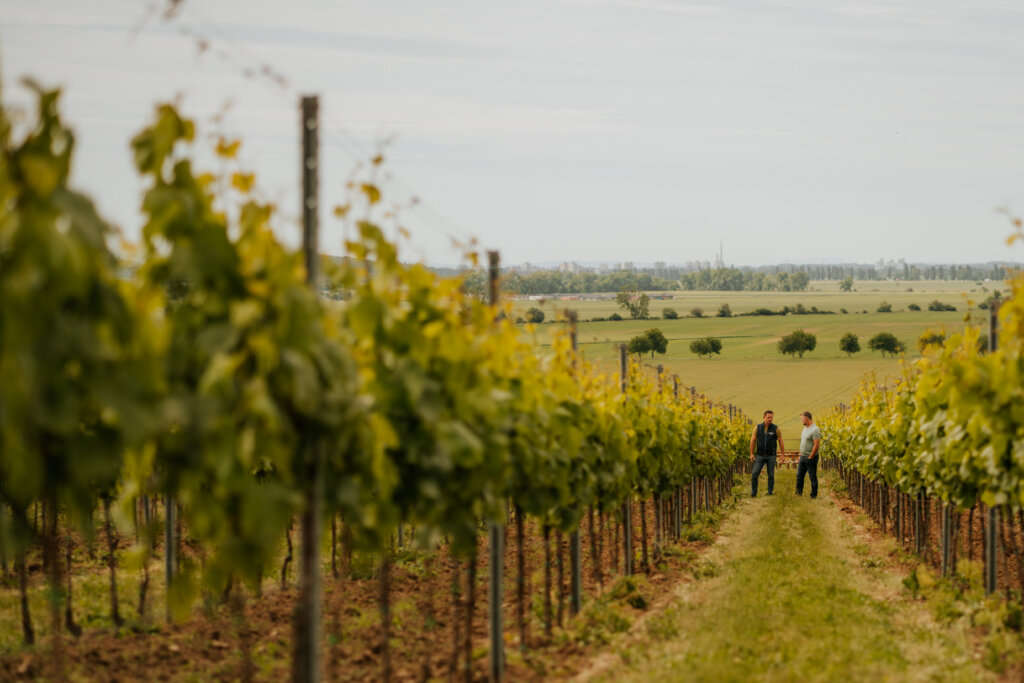 Kvitnúce biopásy vo vinohrade Frtus Winery